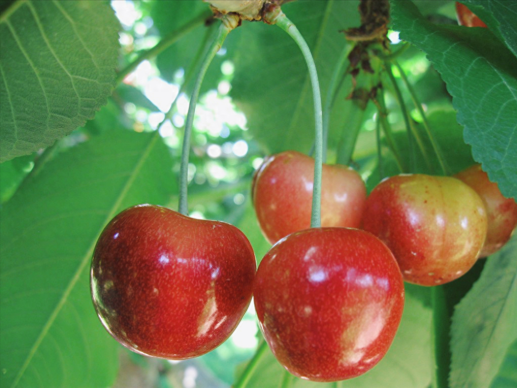 黄樱桃图片_黄樱桃_黄樱桃多少钱一斤