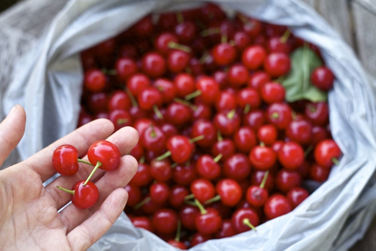 黄樱桃多少钱一斤_黄樱桃_黄樱桃图片