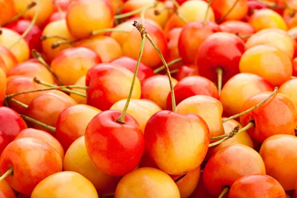 黄樱桃图片_黄樱桃多少钱一斤_黄樱桃