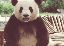 熊猫睡觉大概要睡几个小时_大熊猫睡觉_熊猫睡觉大约能睡几个小时