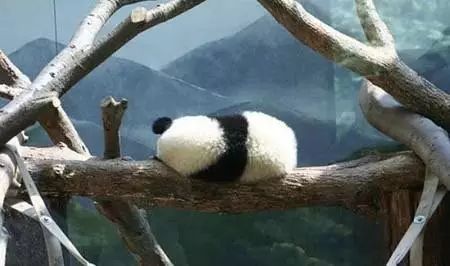 熊猫睡觉大约能睡几个小时_熊猫睡觉大概要睡几个小时_大熊猫睡觉
