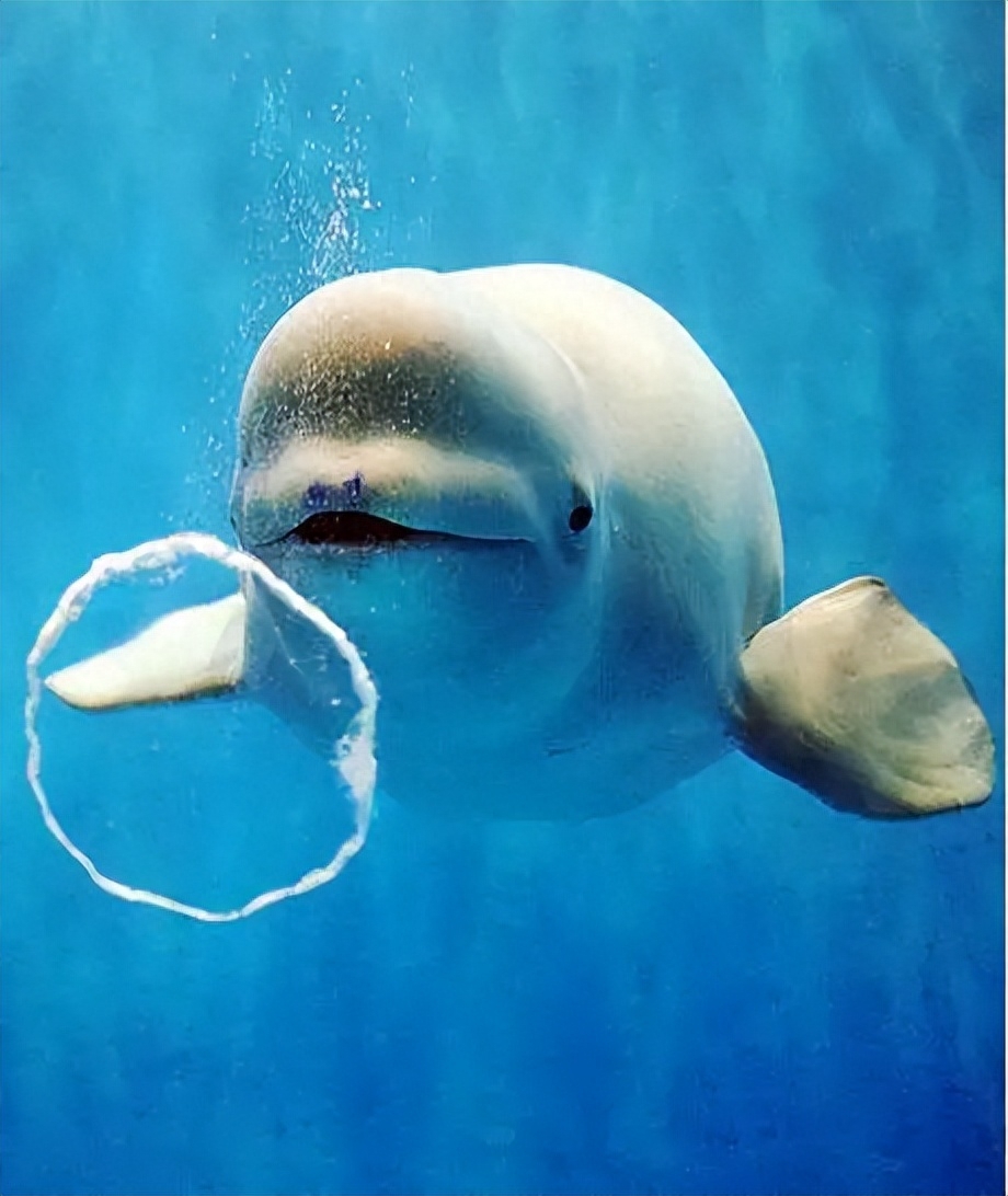 涡环量和涡_涡环_涡流管上海世涡