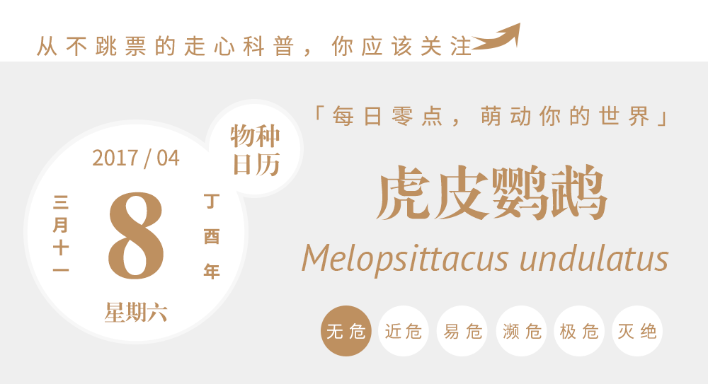 鹦鹉的寿命-话痨鹦鹉，每一只都以为自己是一，大，群！