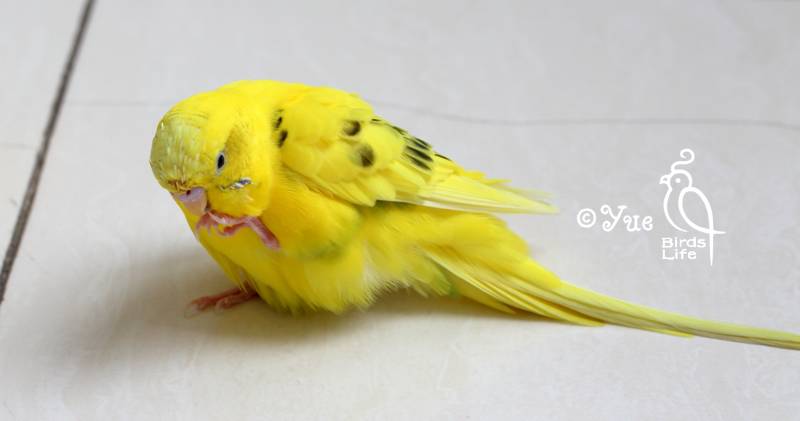 最长寿鹦鹉寿命_鹦鹉的寿命_寿命久的鹦鹉