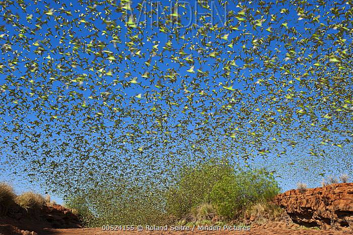 最长寿鹦鹉寿命_寿命久的鹦鹉_鹦鹉的寿命