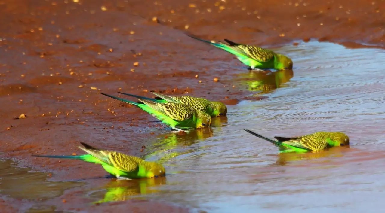 最长寿鹦鹉寿命_寿命久的鹦鹉_鹦鹉的寿命