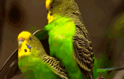 最长寿鹦鹉寿命_鹦鹉的寿命_寿命久的鹦鹉