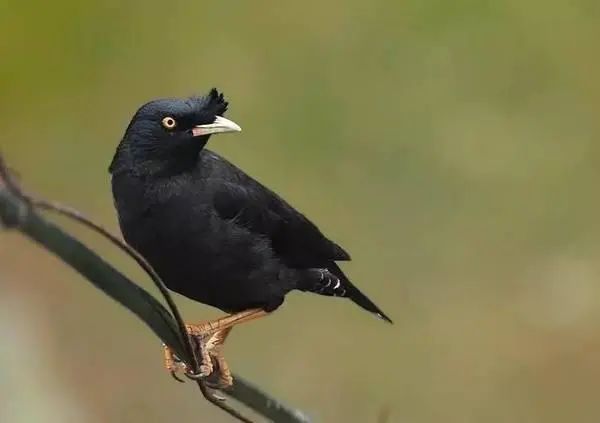 牡丹鹦鹉寿命多长_红牡丹鹦鹉一般寿命多长_鹦鹉的寿命