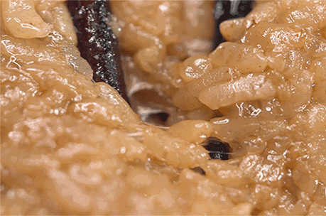 粽子冷冻煮多久_粽子冷冻熟煮多长才能需要解冻_冷冻的粽子需要煮多长时间才能熟