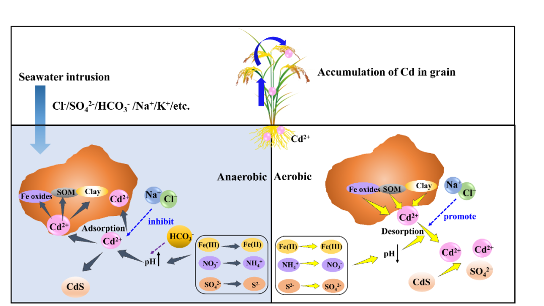 海水入侵_海水入侵是地质灾害吗_海水入侵的主要原因