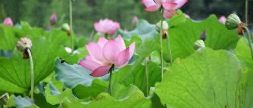 秦观诗词最著名的之首_秦观最著名的十首诗词_诗词著名秦观是谁