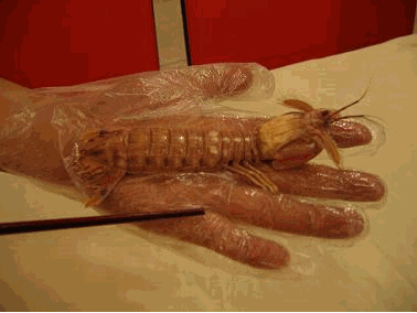 皮皮虾什么时候最肥最好吃_吃虾的时候皮能吃吗_吃虾的皮