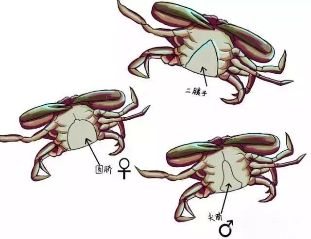 皮皮虾什么时候最肥最好吃_吃虾的皮_吃虾的时候皮能吃吗