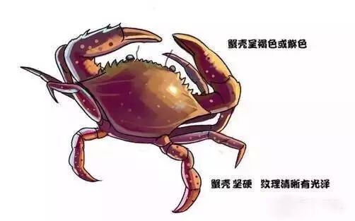 吃虾的时候皮能吃吗_皮皮虾什么时候最肥最好吃_吃虾的皮