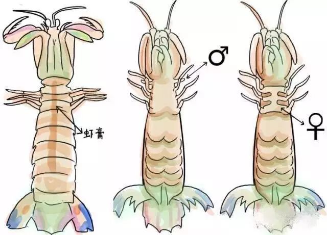 皮皮虾什么时候最肥最好吃_吃虾的皮_吃虾的时候皮能吃吗