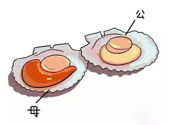 吃虾的皮_吃虾的时候皮能吃吗_皮皮虾什么时候最肥最好吃