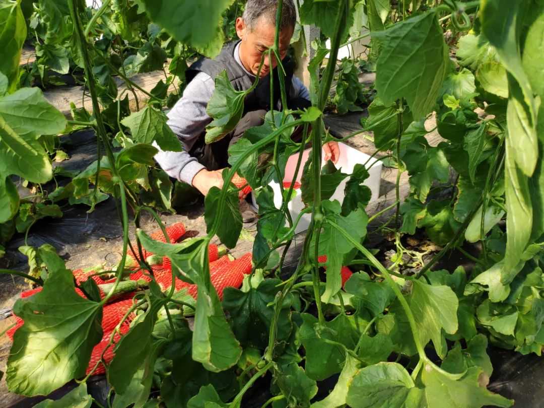南眉籽能天天吃吗_慢性胃炎可以吃羊角蜜吗_羊角蜜的皮和籽能吃吗