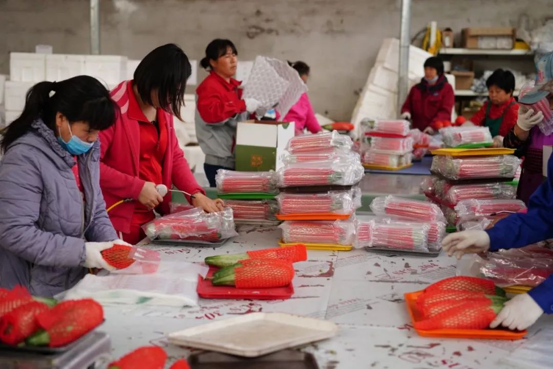 羊角蜜的皮和籽能吃吗_羊角蜜的籽能当种子吗_羊角蜜皮子可以吃吗