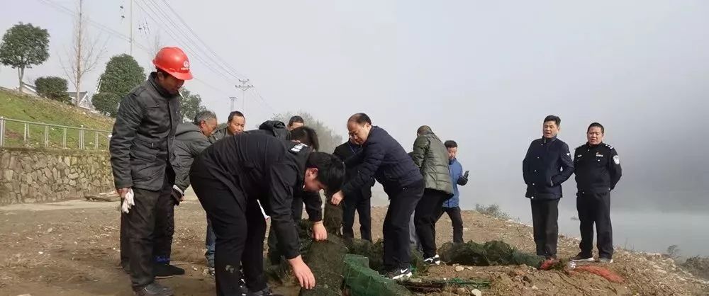 大熊猫栖息环境-骄傲!“鸟中大熊猫”栖息临安!