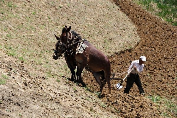 汗滴禾下土的全诗_汗霜叶红于二月花全诗_终须一个土馒头全诗