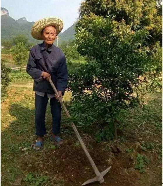 终须一个土馒头全诗_汗滴禾下土的全诗_汗霜叶红于二月花全诗