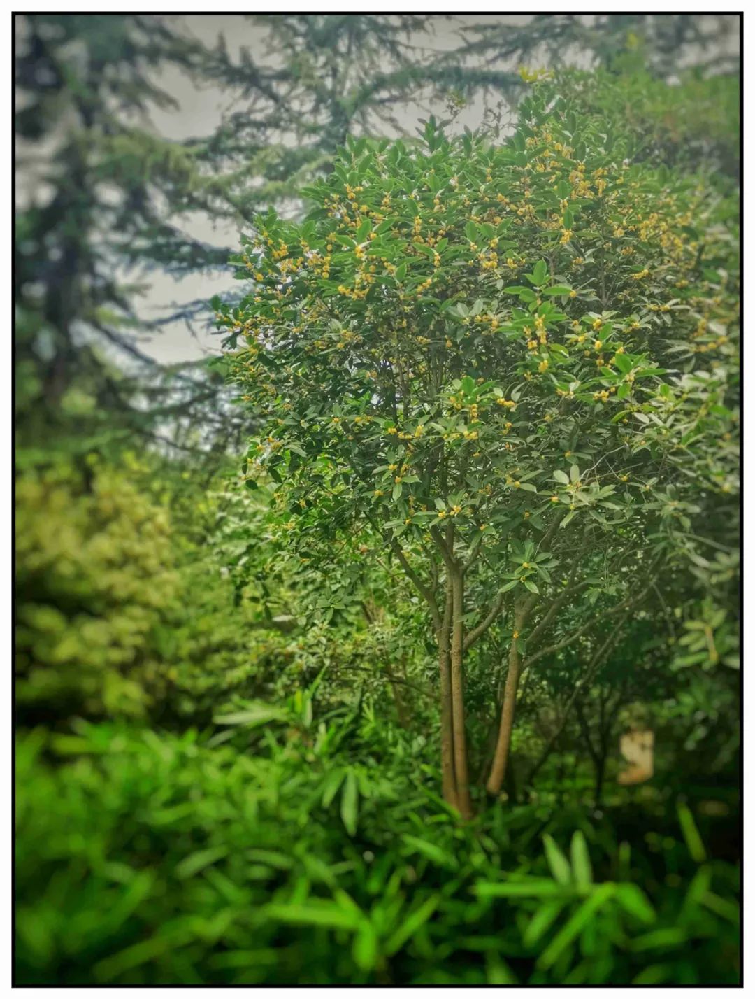 桂花雨生字组词_桂花雨教案_桂花雨
