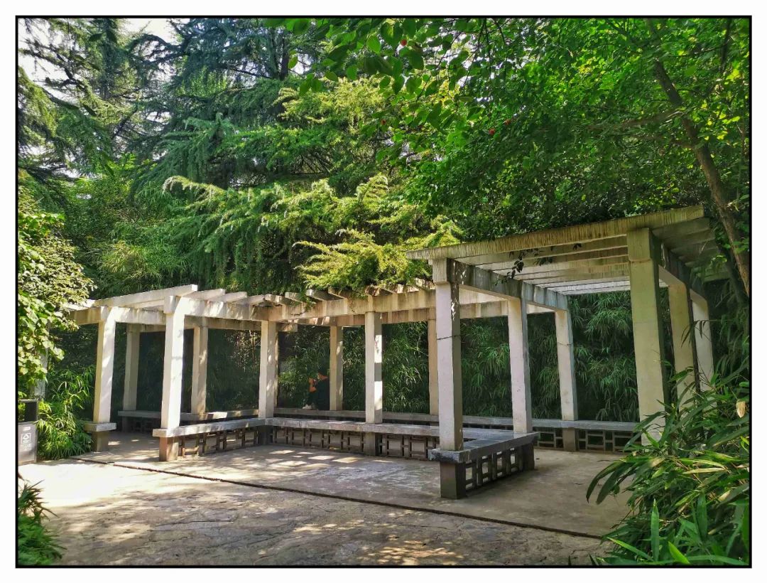 桂花雨生字组词_桂花雨教案_桂花雨