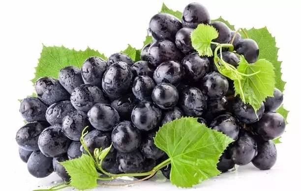 水果恐龙蛋是啥_恐龙蛋水果_水果恐龙蛋好吃吗