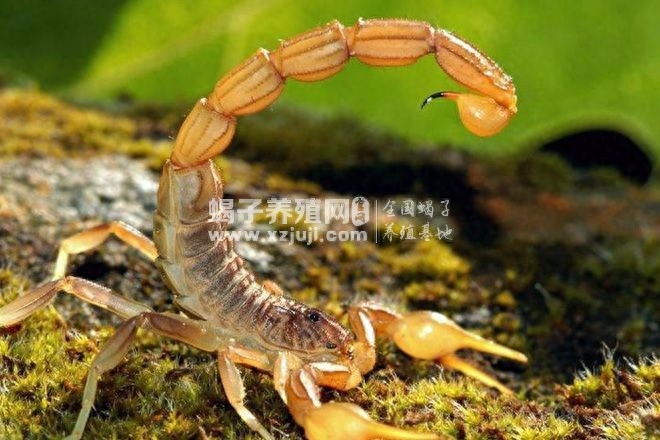 蝎子吃什么-蝎子是昆虫吗，吃什么，蝎子习性介绍