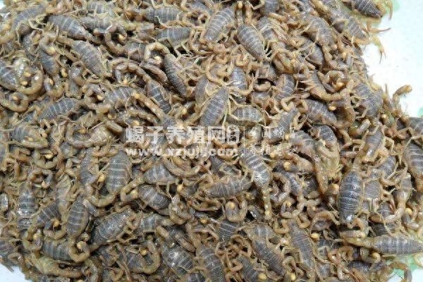 蝎子吃什么东西怎样养_蝎子吃啥_蝎子吃什么