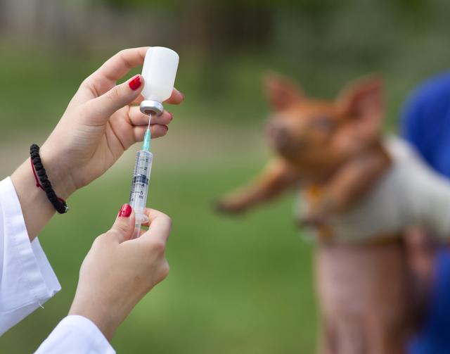 猫瘟潜伏期_潜伏期猫瘟能测出来吗_潜伏期猫瘟怎么治疗