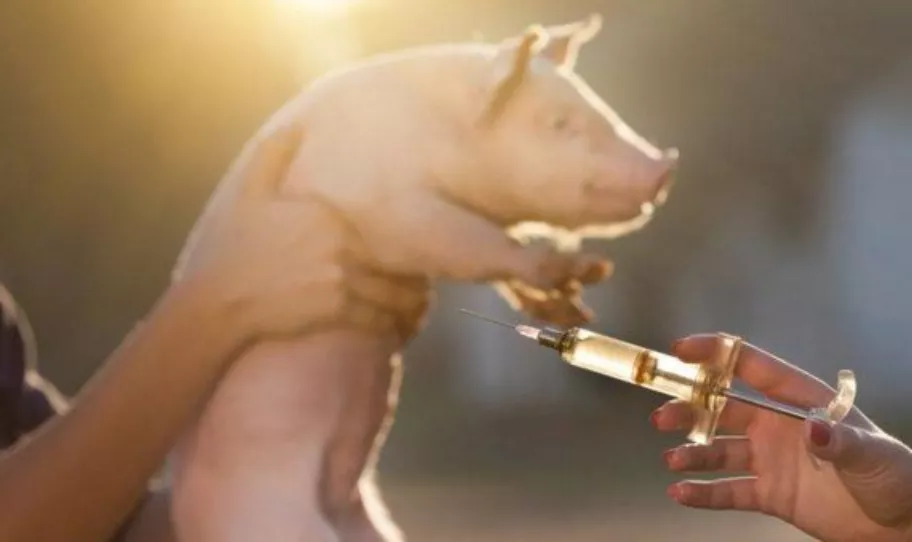 猫瘟潜伏期_潜伏期猫瘟能测出来吗_潜伏期猫瘟怎么治疗