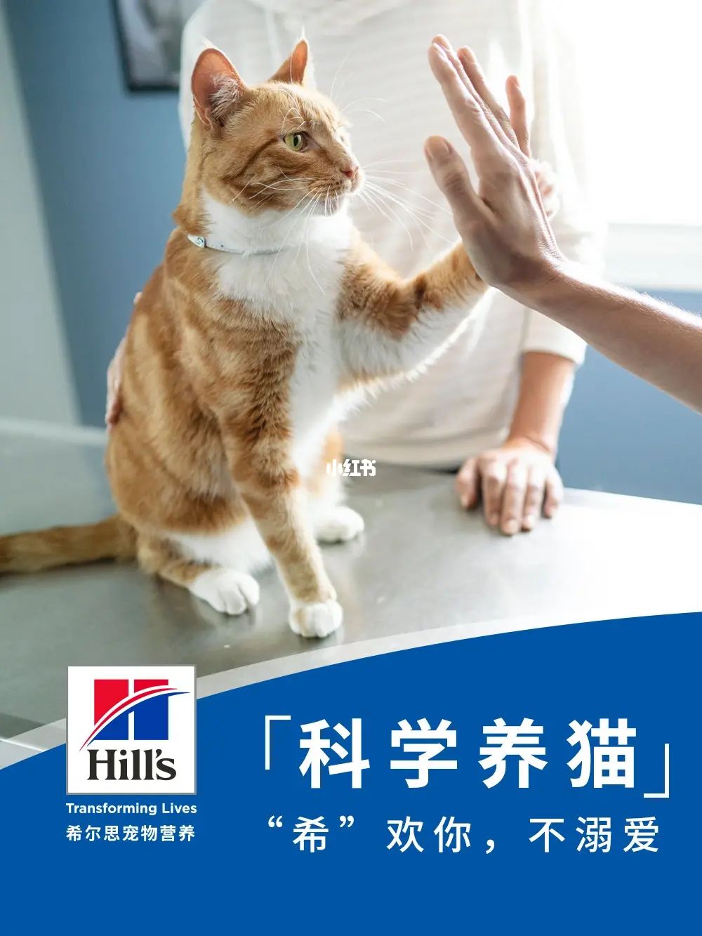 潜伏期猫瘟试纸能测出来吗_潜伏期猫瘟pcr能测出来吗_猫瘟潜伏期