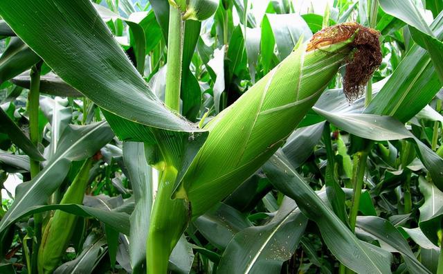 玉米什么时候成熟-玉米快成熟时把穂以上秸秆砍掉能使玉米籽粒长的饱满，是真的吗？