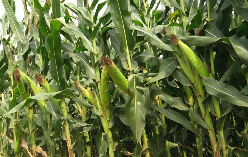 玉米成熟时候热吗_玉米成熟时候的样子简笔画_玉米什么时候成熟