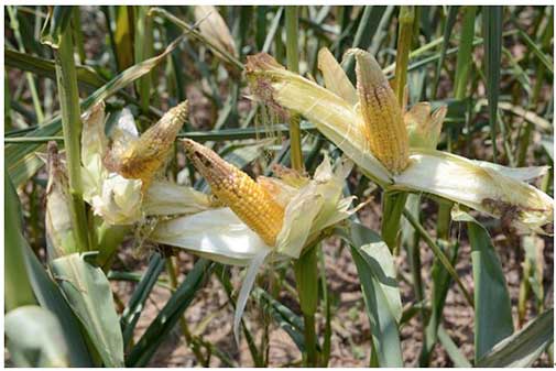 玉米成熟时候热吗_玉米什么时候成熟_玉米成熟时候的样子简笔画