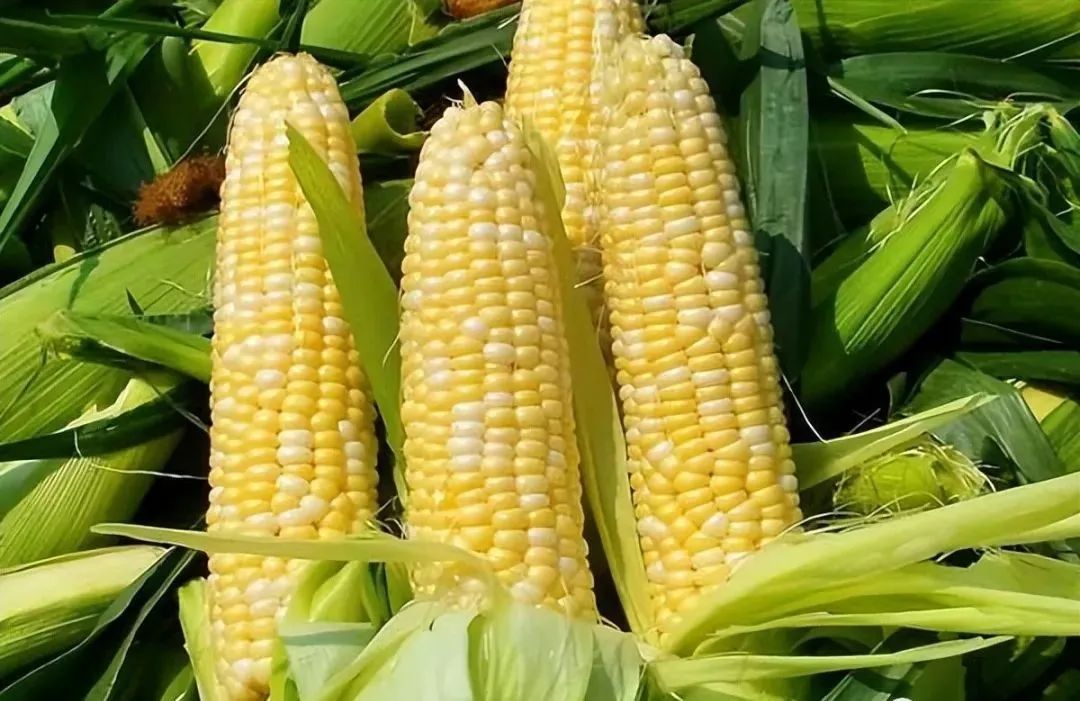 玉米煮甜汤可以下牛奶吗_玉米如何煮的又甜又糯_甜玉米煮多久