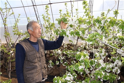 樱桃上市时间-花谢结果 海阳大樱桃预计二十天后上市！