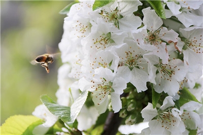 樱桃上市时间_樱桃上市时间_樱桃上市时间