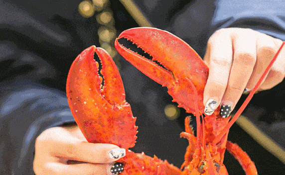 澳虾和波士顿龙虾_澳洲龙虾跟波士顿龙虾哪个贵_波士顿龙虾和澳洲龙虾区别