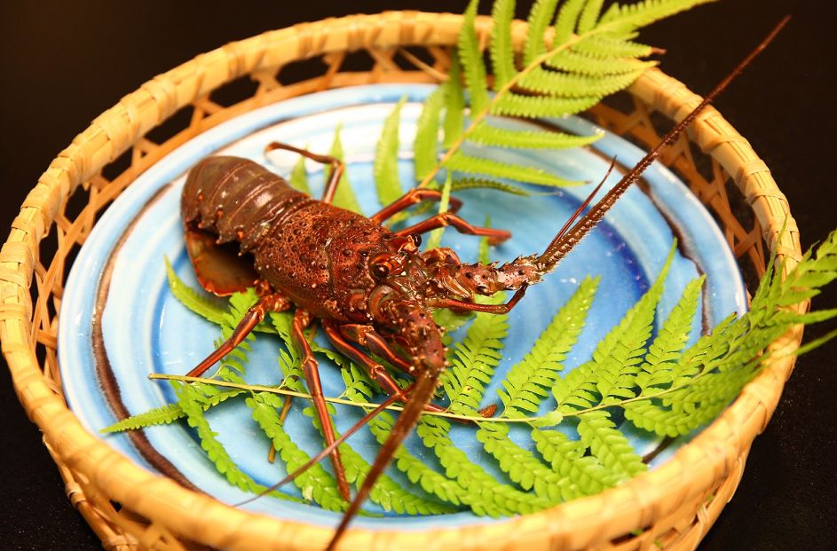 波士顿龙虾和澳洲龙虾区别_澳洲龙虾跟波士顿龙虾哪个贵_澳虾和波士顿龙虾