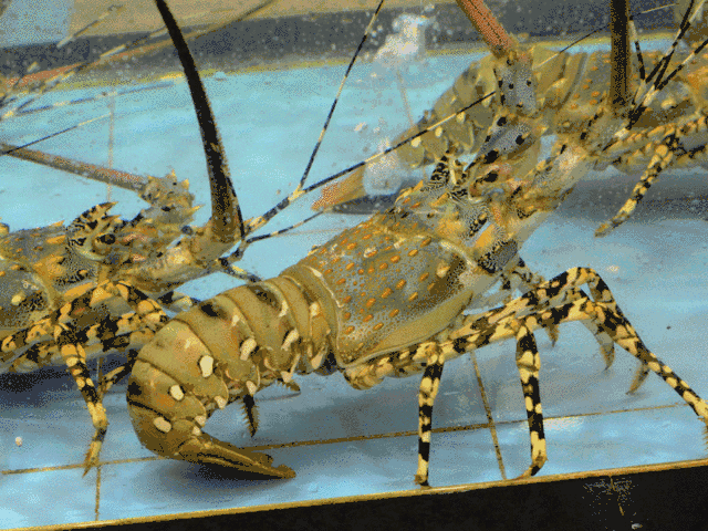 澳洲龙虾跟波士顿龙虾哪个贵_波士顿龙虾和澳洲龙虾区别_澳虾和波士顿龙虾