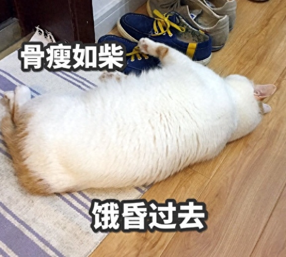 做奶油的_奶油自己做_奶油是什么做的