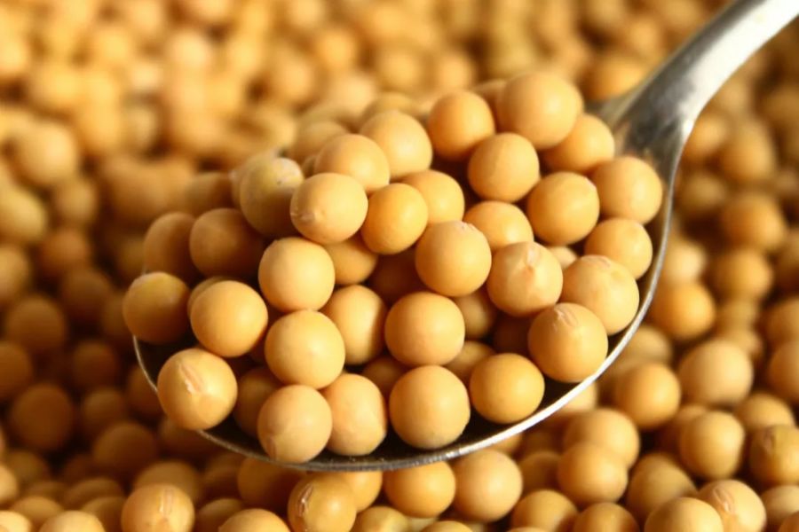 非转基因_转bt蛋白基因植物_非转基基因黄豆的价格