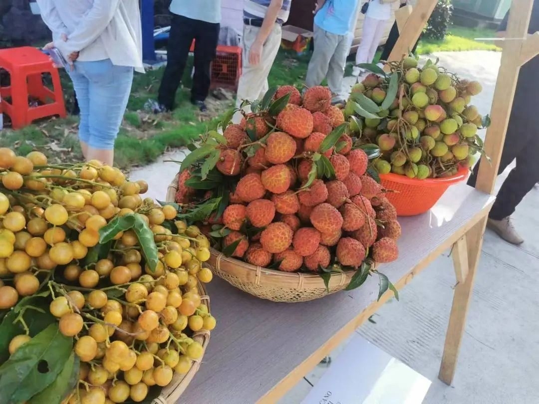 海口火山口-海口秀英火山荔枝，大力方能出奇迹