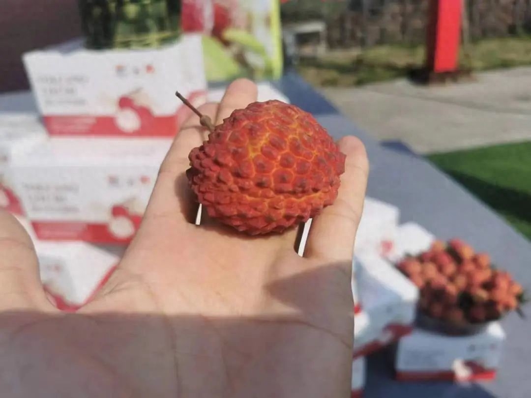 海口火山口风景区_海口火山口_火山口海南