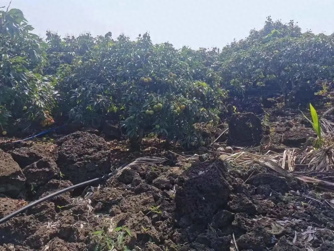 海口火山口风景区_火山口海南_海口火山口