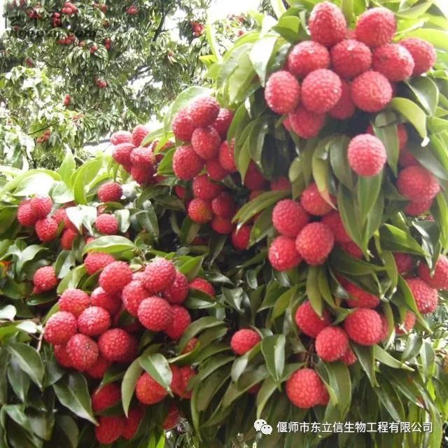 荔枝能保存多久_保存荔枝的方法_保存荔枝的最好方法