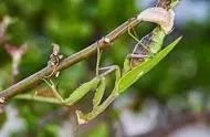 螳螂为什么要吃掉自己的配偶-母螳螂为什么要吃掉自己的丈夫？