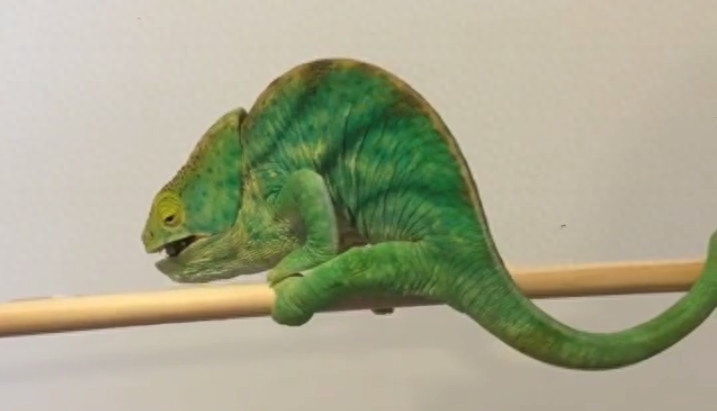 猫头鹰性格型分析_猫头鹰性格型分析图_猫头鹰型性格分析